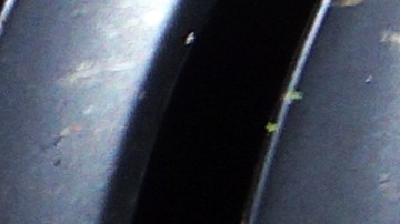 Auto lleno de insectos