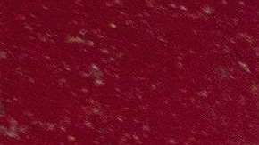 Ford Mustang 50 años abandonado