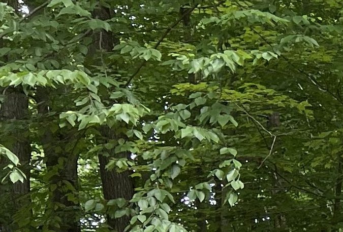 A la izquierda, el Land Rover Defender 110 V8. A la derecha, el último Jaguar F-Type convertible.