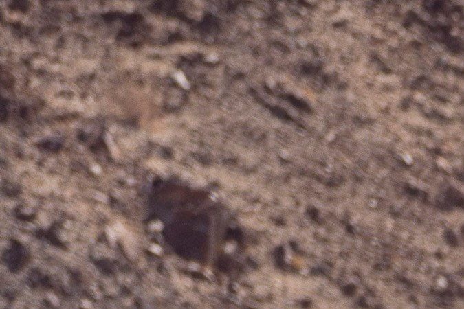 Chevrolet Colorado ZR2 2023