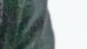 Material fonoabsorbente.