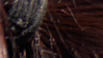 Foto de una mujer llamando por teléfono durante un accidente