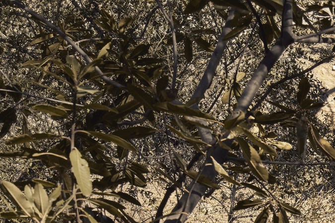 Mazda CX-50 2023 Meridian Edition