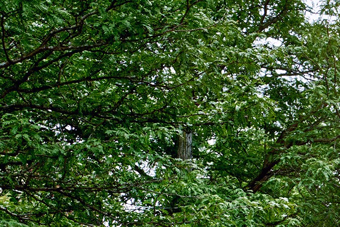 Chevrolet Equinox EV 1LT 2024