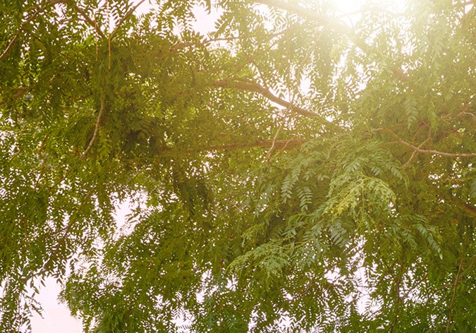 Chevrolet Equinox EV 1LT 2024