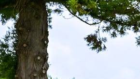 Subaru Crosstrek 2024