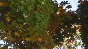 Ford Mustang Mach-E Carbonized Gray Metallic 2023