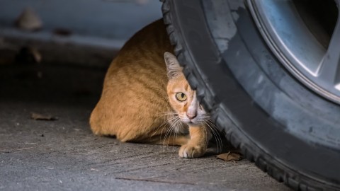 Gato debajo de un auto.