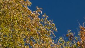 Toyota Tundra TRD Lift Kit