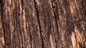 licencia de conducir en chicago para immigrantes