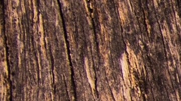 licencia de conducir en chicago para immigrantes