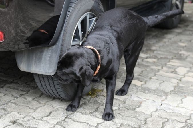 Как отучить собак мочиться на шины