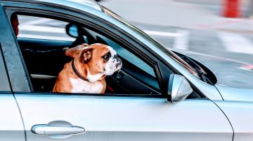 Prohibirían a los perros sacar la cabeza por las ventanillas de los autos