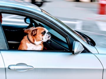 Prohibirían a los perros sacar la cabeza por las ventanillas de los autos