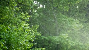 Ford F-150 robo de convertidores cataliticos