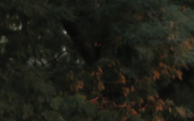 Hyundai Veloster 2013