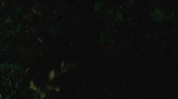 Hay cada vez más muertes asociadas al robo de convertidores cataliticos