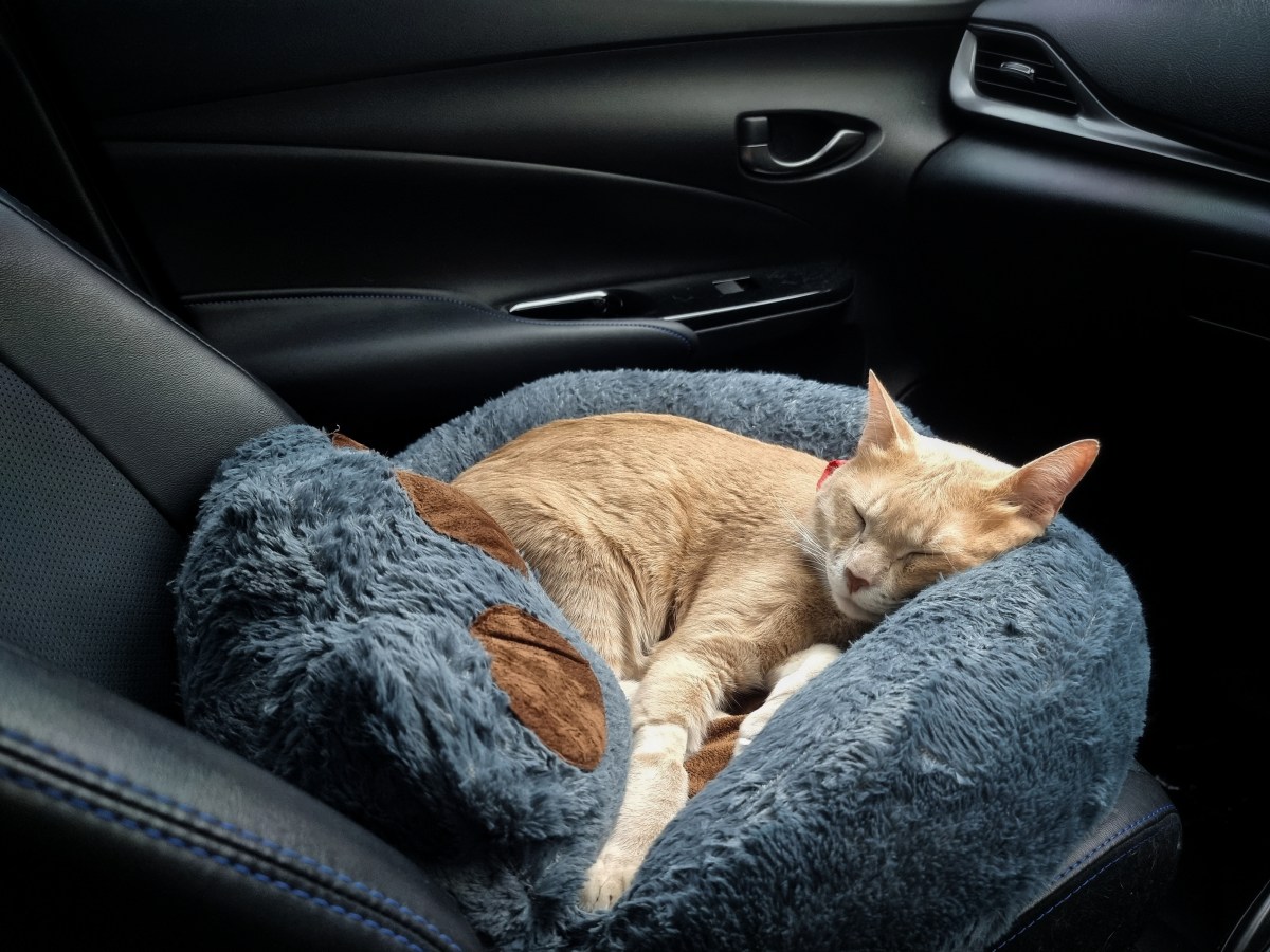 Cómo viajar con un gato en auto - Siempre Auto