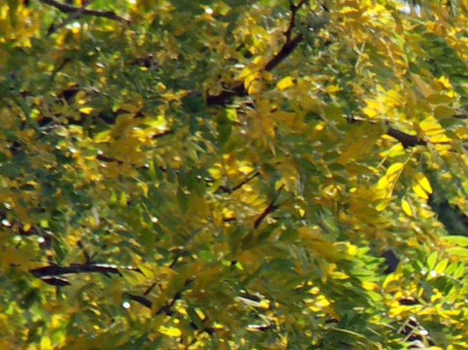 Examen señales de tránsito en California