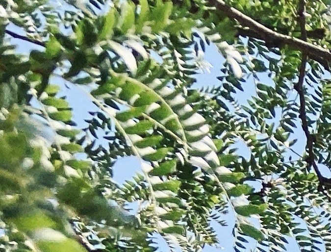 lugar donde se saca la licencia de conducir