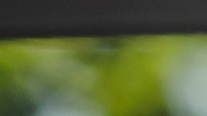 conducir sin licencia en florida