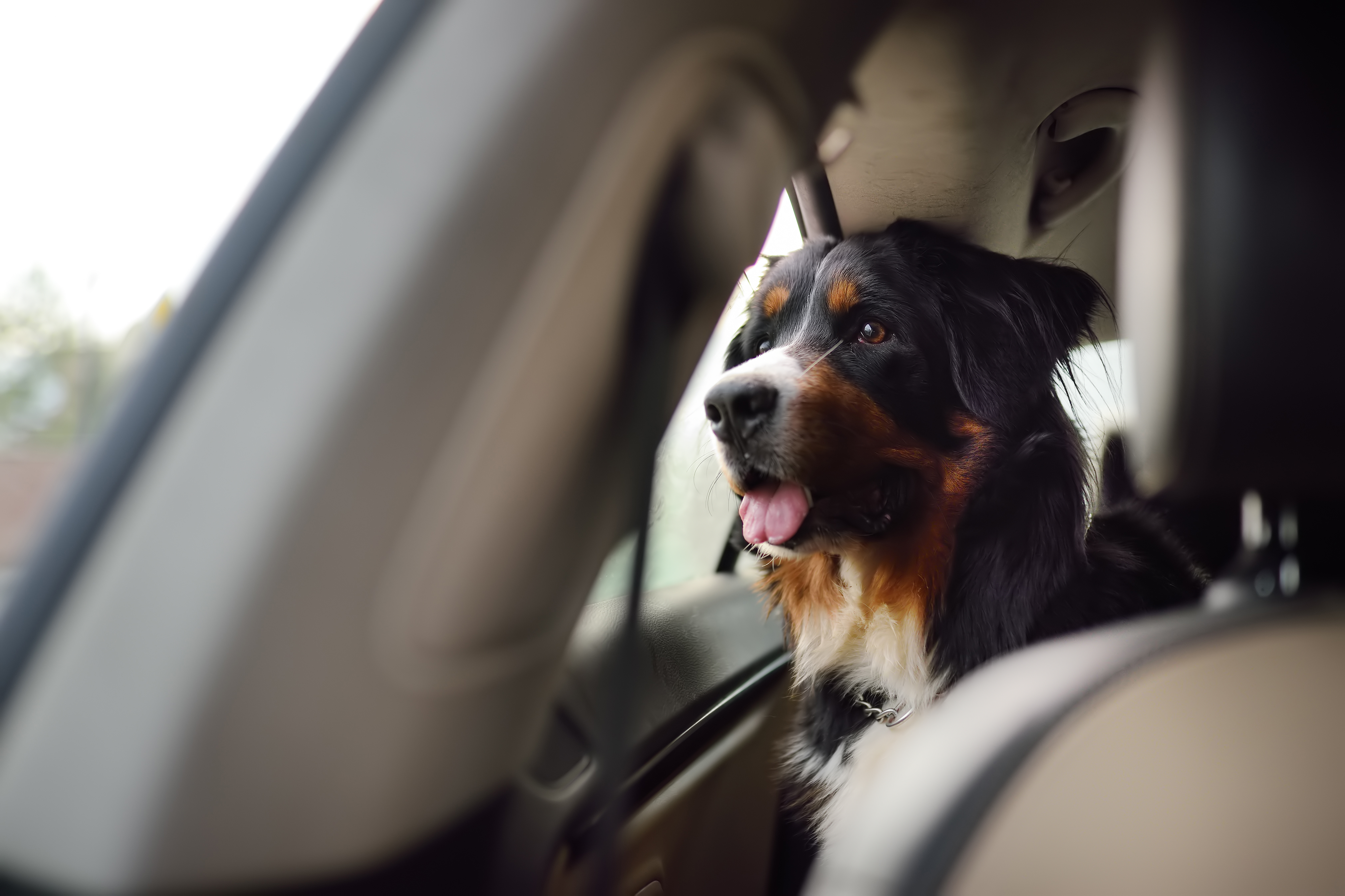 perro a bordo de auto