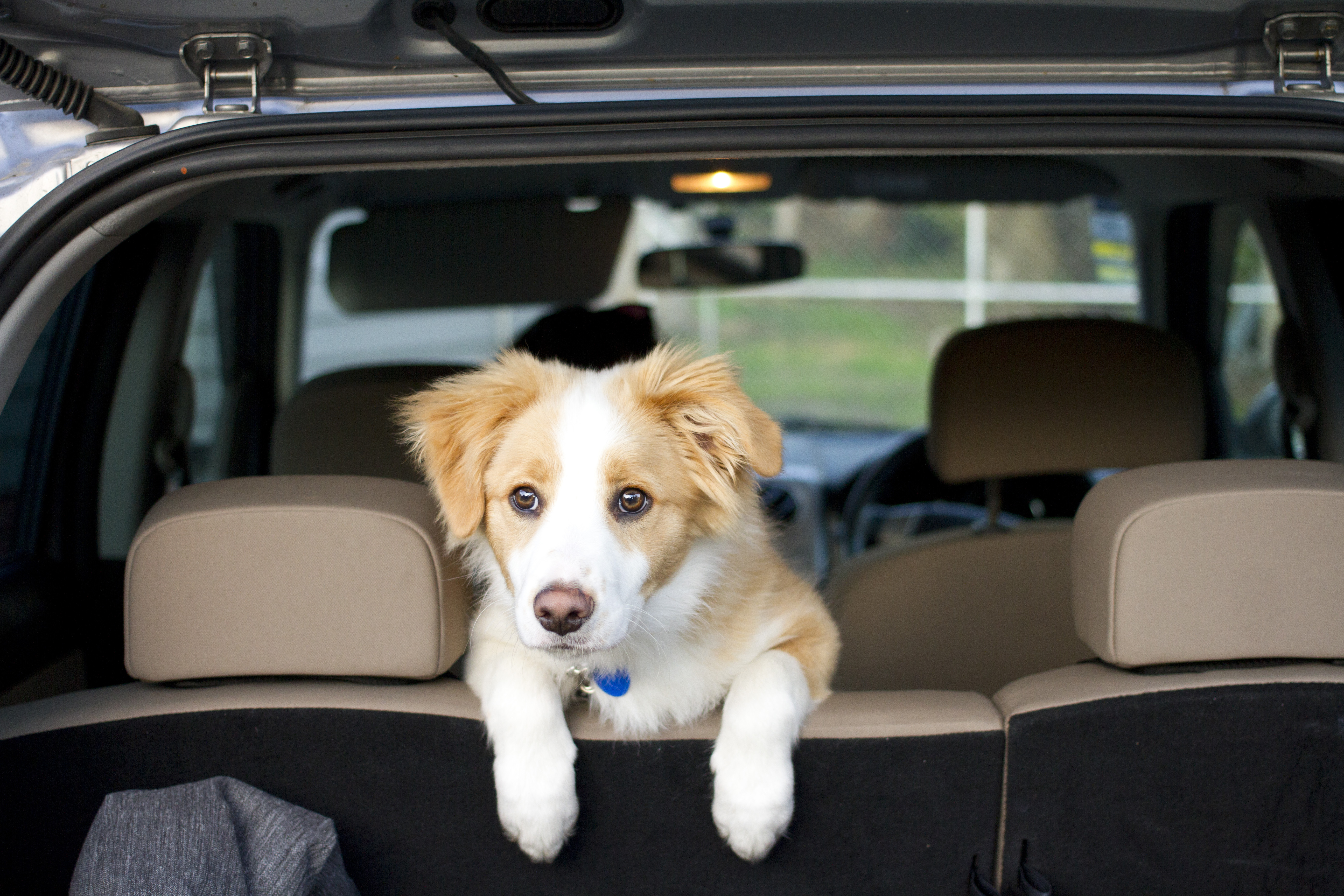 perro en auto