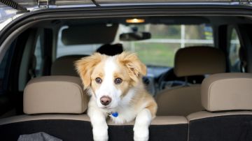 perro en auto