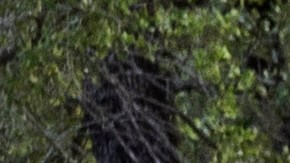 Ford F-150 Lightning.