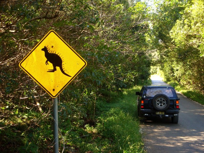 Wildlife Vehicle Collision