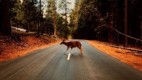 Wildlife Vehicle Collision