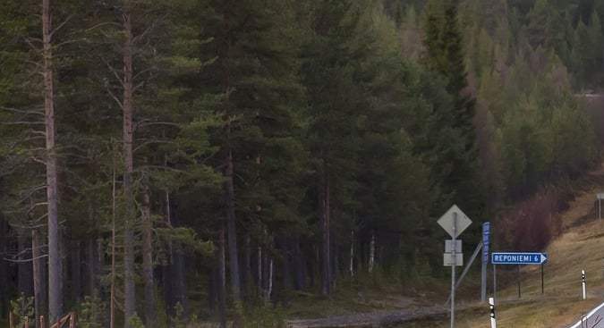 Wildlife Vehicle Collision