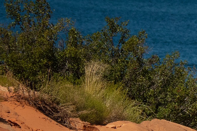 Jeep Wrangler Rubicon 392 2024.