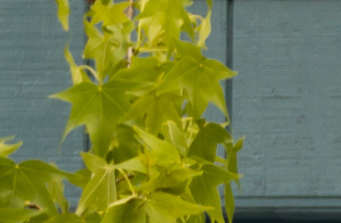 duplicado de licencia de conducir florida