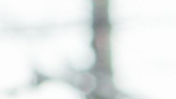 corralon de carros en dallas tx