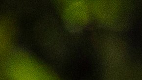 Florida no reconocerá licencias de conducir para indocumentados