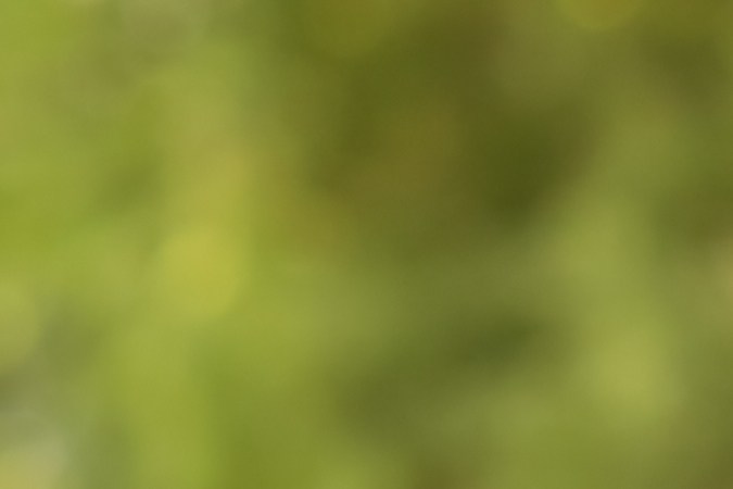 viajar dentro de usa sin papeles