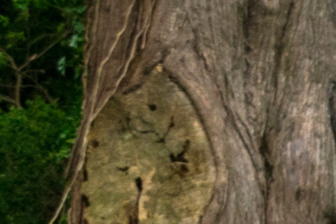 taxis sin chofer coches autonomos