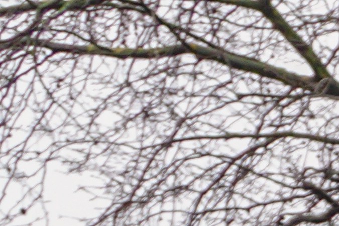 Bicicleta eléctrica.