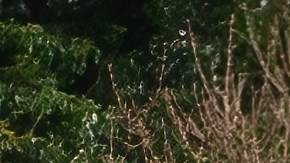 Lotus mostrará al público su modelo Emira con un motor supercargado de 4 cilindros