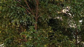 culdesac comunidad sin carros arizona