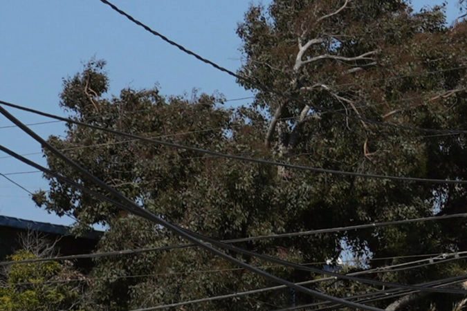 san francisco autobuses autónomos