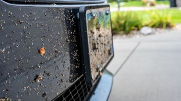 Qué hacer para eliminar los mosquitos del carro