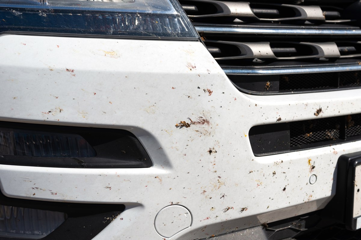 Cómo quitar los bichos incrustados sin arruinar la pintura del carro