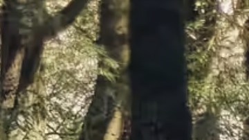 toyota-rav4 2024 precio