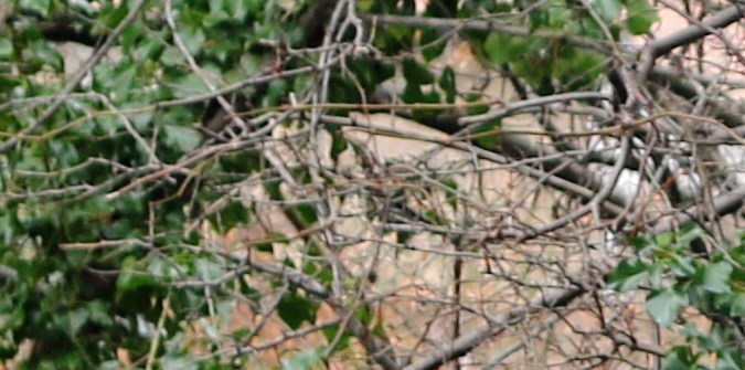 Subaru Forester 2007