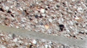 dmv california licencia real id