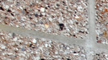 dmv california licencia real id