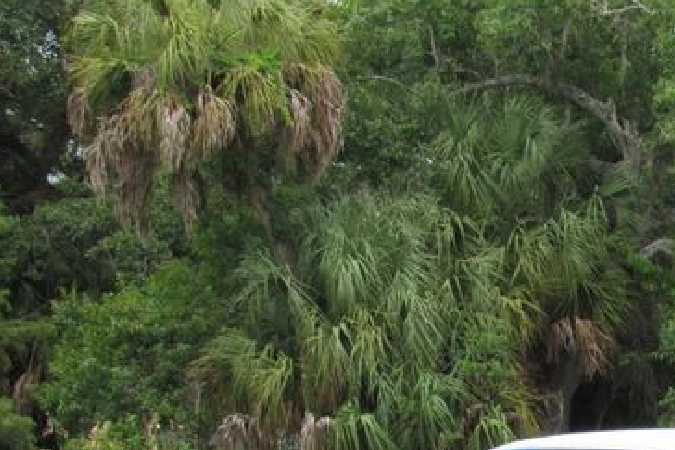 10 componentes del auto que seguro no conoces si tienes menos de 30 años