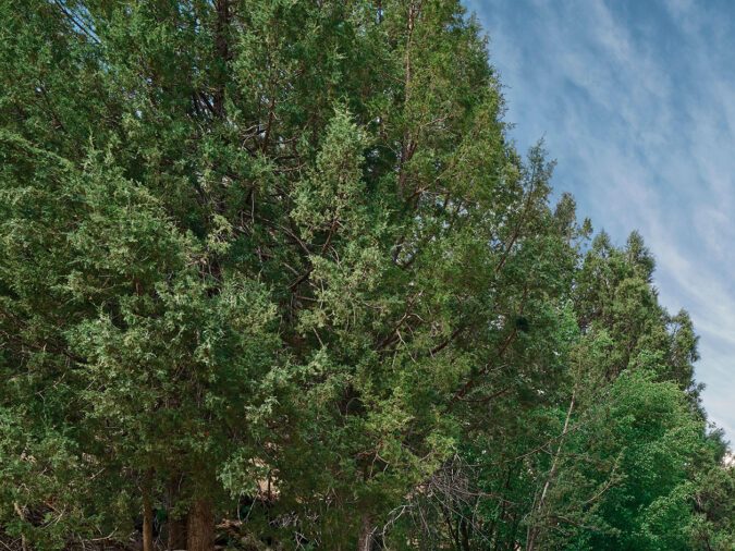 2024_Toyota_Land_Cruiser